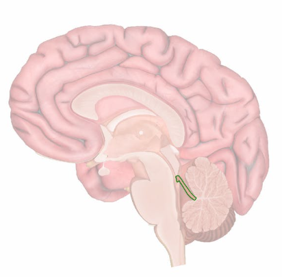 <p>What is the connection between the brain and the cerebellum?</p>