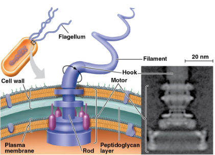 <p>Flagella</p>