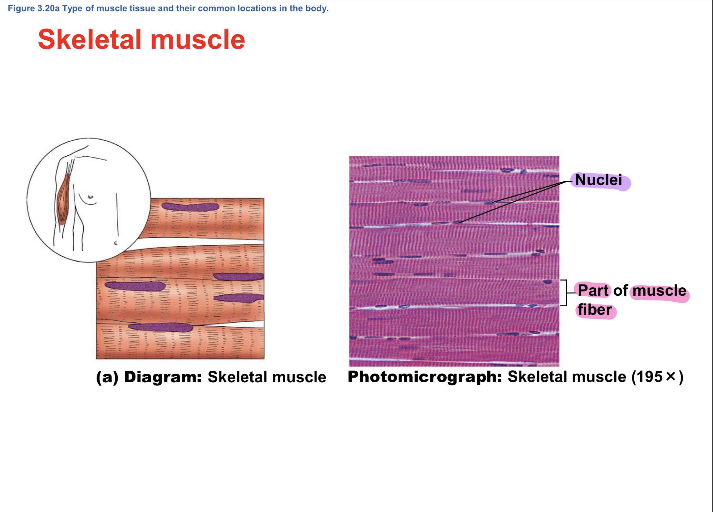 <p><span style="color: rgb(255, 255, 255);"><span>Skeletal Muscle </span></span><span style="color: red;"><span>Unique features of </span></span><span style="color: rgb(18, 246, 204);"><span>Fibers (cells)</span></span><span style="color: rgb(255, 255, 255);"><span> (Muscular System)</span></span></p>