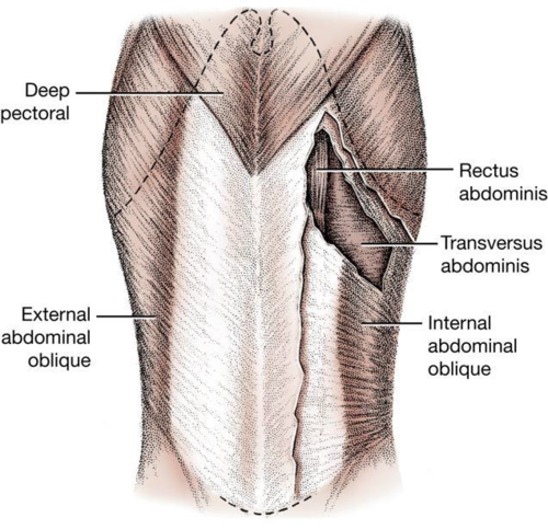 <ul><li><p>opposes external ab oblique in rotation</p></li><li><p>compresses abdomen- opposite of diaphragm</p></li></ul><p></p>