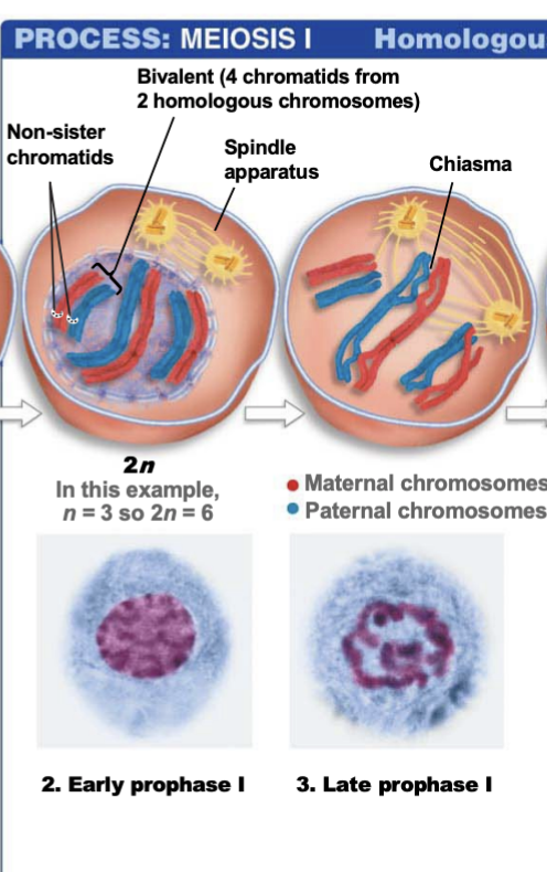 <ul><li><p>occupies 90% of meiosis</p></li><li><p>chromosomes condense</p></li><li><p><strong>synapsis</strong> homologous chromosomes pair gene-by-gene</p></li><li><p><strong>bivalent</strong> a pair of homologous chromosomes</p></li><li><p><strong>crossing over</strong>, non-sister chromatids exchange DNA segments</p></li><li><p>Each bivalent usually has one or more <strong>chiasmata</strong>, X-shaped regions where crossing over occurred</p></li><li><p>Produces chromosomes with a combination of maternal and paternal alleles</p></li></ul><p></p>