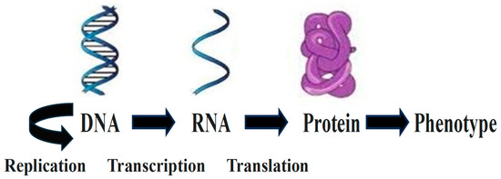<p>What is the central Dogma of <strong>Biology?</strong></p>