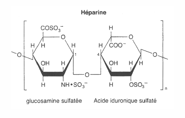 <p>polysaccharides</p><p>motifs répétés par des liaison 1-4</p><p>configuration <span style="font-family: Calibri, "sans-serif"; line-height: 115%;"><strong>β vers l’extérieur du motif </strong></span></p><p><span style="font-family: Calibri, "sans-serif"; line-height: 115%;"><strong>rôle d’anticoagulant </strong></span></p>