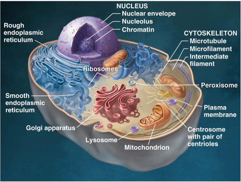 <ul><li><p>Lysosome and centrosomes</p></li><li><p>Flagella and cilia (optional) </p><ul><li><p>Very very rare in plant cells</p></li></ul></li></ul><p></p>