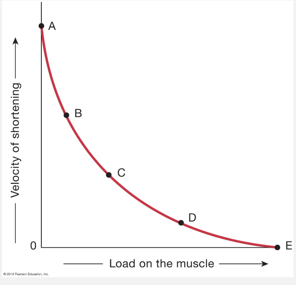 <ul><li><p>No load, highest shortening velocity</p></li><li><p>heavy load, slow velocity</p></li><li><p>Power = load x velocity</p></li></ul><p></p>