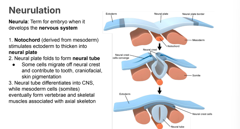 <p>1. Notochord (derived from <strong>mesoderm</strong>) stimulates <strong>ectoderm </strong>to thicken into <strong>neural plate</strong></p><p></p><ol start="2"><li><p><strong>Neural plate </strong>folds to form <strong>neural tube </strong></p></li></ol><ul><li><p>Some cells migrate off neural crest and contribute to <strong>tooth</strong>, <strong>craniofacial</strong>, <strong>skin pigmentation</strong></p></li></ul><p></p><ol start="3"><li><p>Neural tube differentiates into <strong>CNS</strong>, while <strong>mesoderm cells </strong>(somites) eventually form <strong>vertebrae </strong>and <strong>skeletal muscles </strong>associated with <strong>axial skeleton</strong></p></li></ol><p></p>