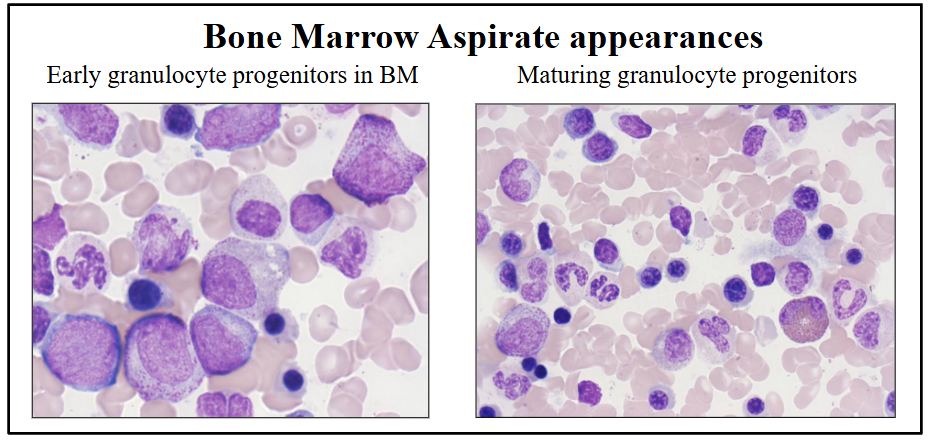 <p>- HSCs undergo specific differentiation in response to cytokines with orderly sequence of maturation</p><p>- Nuclear maturation and cytoplasmic granulation</p>
