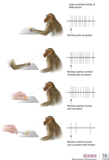 <p>“Mirror neurons” exist in the PMA </p><ul><li><p>Respond when movement is imagined or watched </p></li><li><p>May be part of an extensive brain system for understanding actions and intentions of others </p></li></ul><p></p><p><em>Monkey’s motor neurons didn’t activate when seeing the peanut being picked up by a tool instead of the monkey hand or human hand</em></p><p></p>