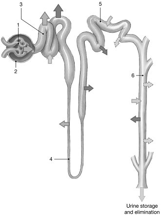 <p>Figure 26-2 The Nephron </p><p>Use Figure 26-2 to answer the following questions:</p><p>What physiological process occurs at the structure labeled "1"?</p>