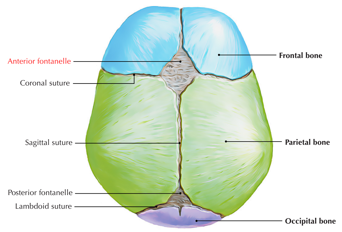<p>Soft spot on a baby's skull where the bones haven't fused yet.</p>
