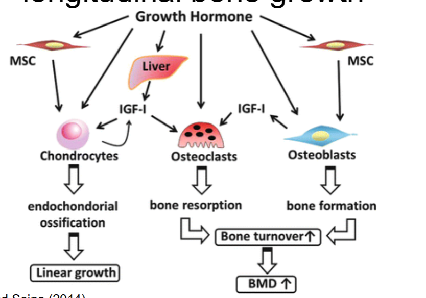 <p>longitudinal bone growth = bone grows in length</p>