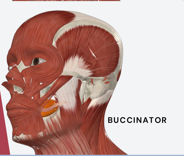 <p>compresses cheeks during the chewing process </p>