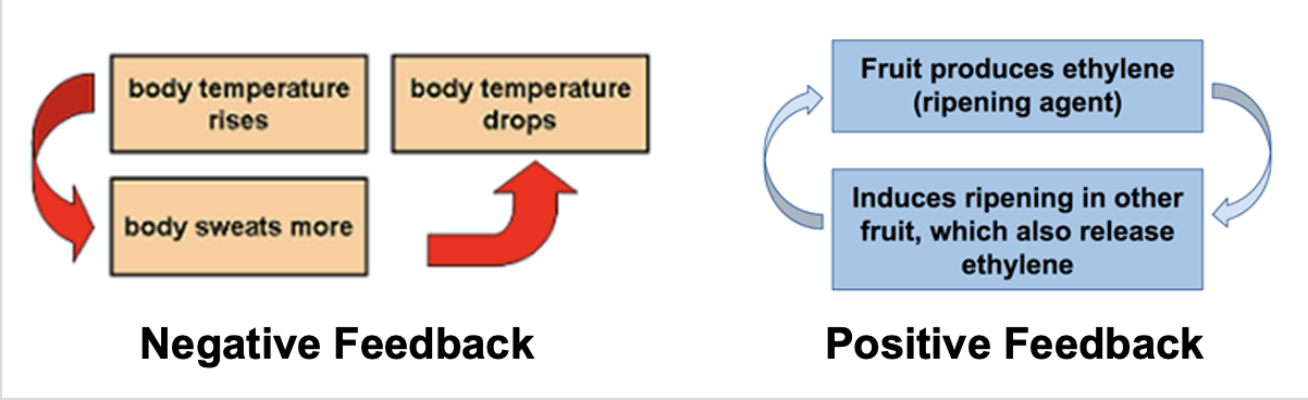 <p>Negative vs Positive Feedback</p>