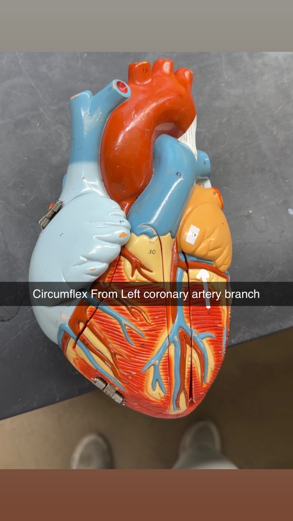 knowt flashcard image