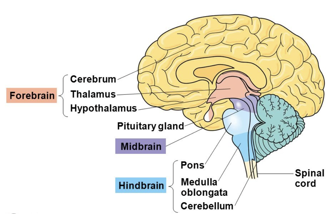 <p>hindbrain</p>