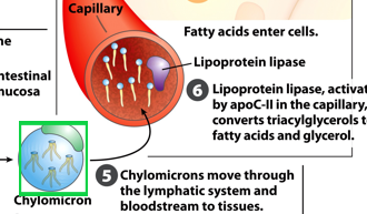 <p>where is the enzyme lipoprotein lipase located </p>
