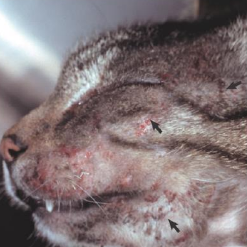 <ul><li><p><strong>secondary lesion</strong></p></li><li><p>superficial loss of epidermal layers</p></li><li><p>secondary to physical trauma (scratching)</p></li></ul><p></p>