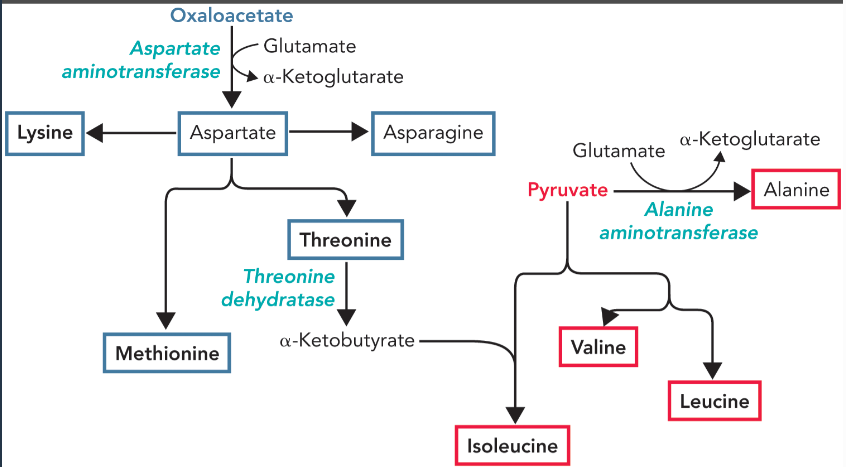 <p>aspartate, asparagine, lysine, threonine, and methionine </p>