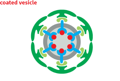 <p>vesicles that bud from membranes have a distinctive protein coat on cystolic surface</p><ul><li><p>after budding off parent organelle, vesicle will shed its coat to allow its membrane to directly interact w/ membrane to which it will fuse</p></li></ul><p></p><p><strong><u>2 functions of coat:</u></strong></p><ul><li><p>helps shape membrane into a bud</p></li><li><p>it captures molecules for onward transport</p></li></ul><p></p>