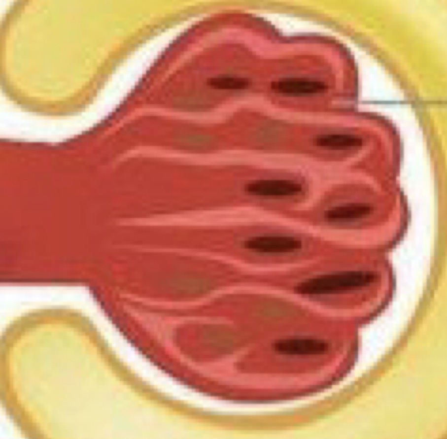 <ul><li><p>Connects to efferent and afferent arterioles</p></li><li><p>Filtration of blood occurs here </p></li></ul><p></p>