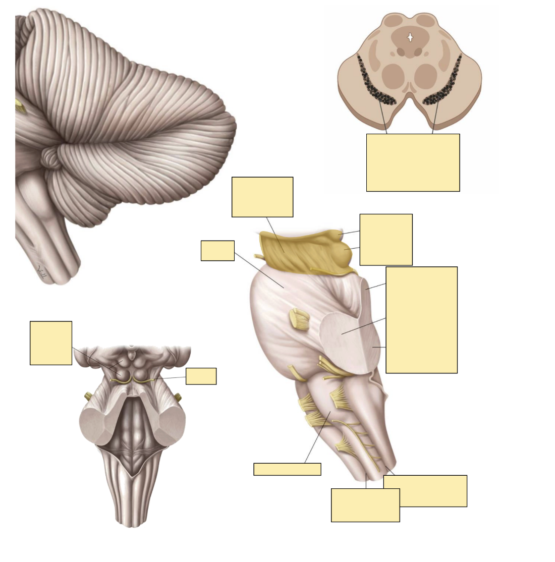 <p>Diagrams of the midbrain?</p>