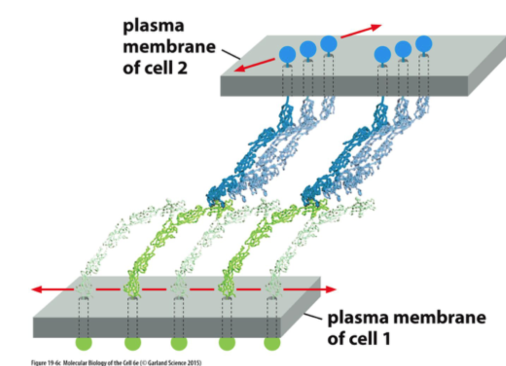 <p>Ved <strong>mange samtidige interaktioner</strong> og dannelse af <strong>clusters</strong>.</p>