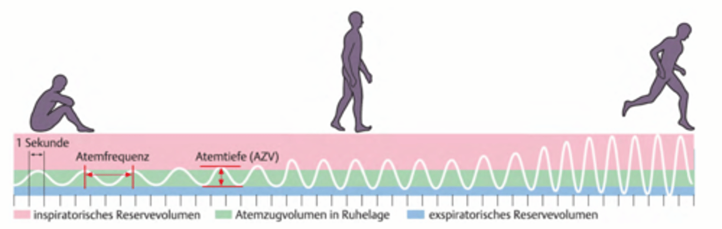 <p>limitiert durch:</p><p>-Perfusion (Blutfluss kann nicht mehr genügend Blut zum arbeitenden Muskel bringen)</p><p>nicht limitiert durch:</p><p>-Ventilation</p><p>-Diffusion</p><p>(-> in grosser Höhe stimmt das nicht mehr !)</p>
