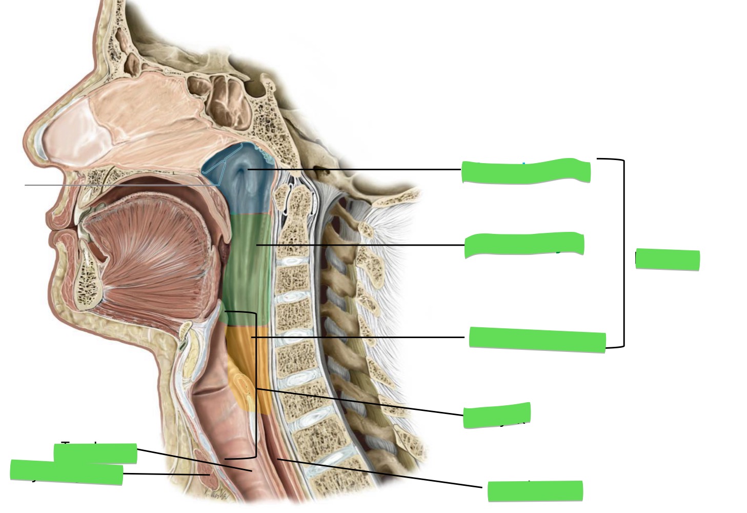 <p>Fill in the blank</p>