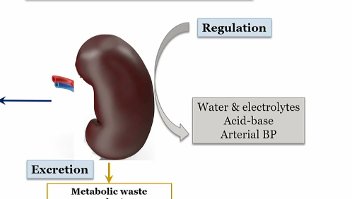 <p>Water and electrolytes</p><p></p><p>Acid base</p><p></p><p>arterial BP</p><p></p><p>WAR (waghhh)</p>