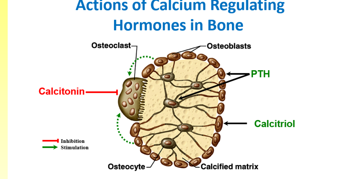 <ul><li><p>all three hormones act on the bone cells </p></li><li><p>calcitonin acts directly on the osteoclasts to inhibit their action </p></li><li><p>but PTH and calcitriol affect the osteoclasts indirectly on the osteoblasts  </p></li></ul><p></p>
