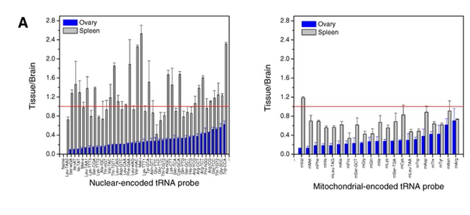 <p><span>An example for nuclear and mitochondrial encoded tRNAs is shown below for ovary and spleen</span></p>