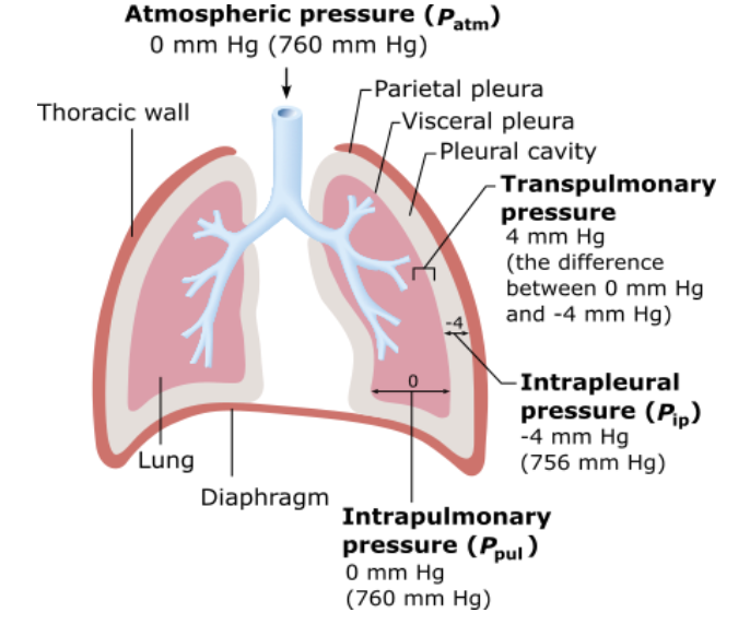 <p>Which of the following pressures rises and falls with the phases of breathing but eventually equalizes with the pressure of the air in the environment?</p><table style="min-width: 25px;"><colgroup><col style="min-width: 25px;"></colgroup><tbody><tr><td colspan="1" rowspan="1" style="margin: 0px; padding: 0.3em; position: relative;"><p>intrapleural pressure &nbsp; &nbsp; &nbsp; &nbsp;</p></td></tr><tr><td colspan="1" rowspan="1" style="margin: 0px; padding: 0.3em; position: relative;"><p>atmospheric pressure &nbsp; &nbsp; &nbsp; &nbsp;</p></td></tr><tr><td colspan="1" rowspan="1" style="margin: 0px; padding: 0.3em; position: relative;"><p>intrapulmonary pressure &nbsp; &nbsp; &nbsp; &nbsp;</p></td></tr><tr><td colspan="1" rowspan="1" style="margin: 0px; padding: 0.3em; position: relative;"><p>transpulmonary pressure &nbsp;</p></td></tr></tbody></table><p></p>