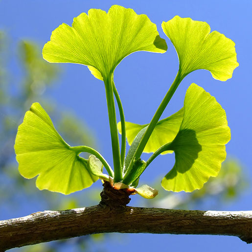 <p>Ginko biloba</p>