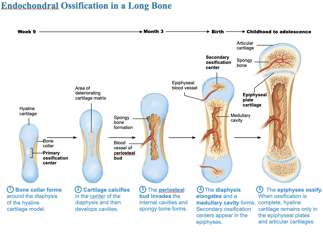 <p><u>Endochondral ossification</u></p><ul><li><p><strong>All bones inferior to base of skull, except clavicles</strong></p></li><li><p>Uses previously formed <strong>hyaline cartilage models</strong></p></li><li><p>Requires <strong>breakdown of cartilage</strong> prior to ossification</p></li><li><p>Begins at <strong>primary ossification center</strong> in <strong>center of shaft</strong></p><ul><li><p><strong>Blood vessels infiltrate perichondrium</strong>, converting it to <strong>periosteum</strong></p></li><li><p>Mesenchymal cells specialize into <strong>osteoblasts</strong></p></li></ul></li></ul><p><u>5 main steps:</u></p><ol><li><p><strong>Bone collar forms </strong>around diaphysis of cartilage model</p></li><li><p><strong>Central cartilage</strong> in diaphysis <strong>calcifies</strong>, then develops <strong>cavities</strong></p></li><li><p><strong>Periosteal bud invades cavities</strong>, leading to formation of <strong>spongy bone</strong></p></li><li><p><strong>Diaphysis elongates</strong>, and <strong>medullary</strong> cavity forms; s<strong>econdary ossificaiton centers </strong>appear in <strong>epiphyses</strong></p></li><li><p><strong>Epiphyses ossify</strong>; hyaline cartilage remains only in epiphyseal plates and articular cartilages</p></li></ol><p></p>