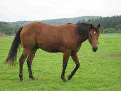 <p>A big farm animal with a long tail that people can ride is a _____.</p>