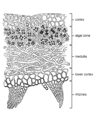 <ul><li><p>combination of two organisms symbiotic relationship</p></li><li><p>epiphytes: grow on other plants</p></li><li><p>can be seen as mutualism</p></li><li><p>Upper cortex: provides protection</p></li><li><p>Algal zone: photosynthesis occurs</p></li><li><p>Medulla: fungal hyphae</p></li><li><p>lower cortex: protection</p></li><li><p>Rhizines: anchor the thallus to the substrate</p></li></ul><p></p>