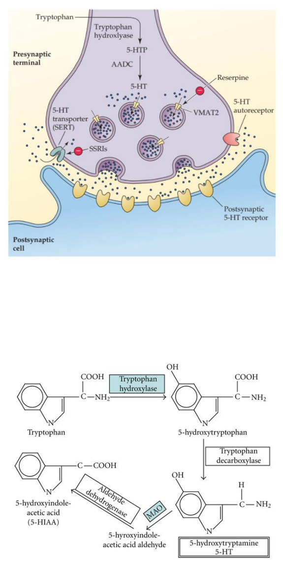 <p><strong>Serotonergic neurons</strong></p>