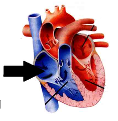 <p>Identify the structure</p>