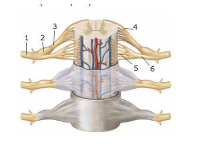 <p><span style="background-color: transparent; font-family: "Times New Roman", serif;"><strong>This figure shows an anterior view of the spinal cord and meninges. What structure does number 5 indicate?</strong></span></p><p><span style="background-color: transparent; font-family: "Times New Roman", serif;">Dorsal root </span></p><p><span style="background-color: transparent; font-family: "Times New Roman", serif;">Dorsal root ganglion</span></p><p><span style="background-color: transparent; font-family: "Times New Roman", serif;"> Dorsal rootlets </span></p><p><span style="background-color: transparent; font-family: "Times New Roman", serif;">Ventral root </span></p><p><span style="background-color: transparent; font-family: "Times New Roman", serif;">Ventral rootlets</span></p>