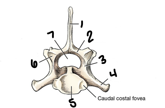 <p>What is number 7?</p>