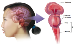 <p>the central core of the brain, beginning where the spinal cord swells as it enters the skull; the brainstem is responsible for automatic survival functions.</p>
