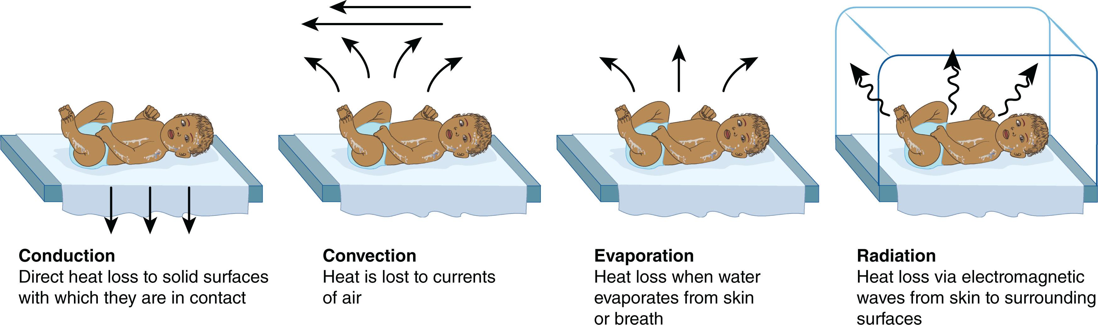 <ol><li><p><span style="color: rgb(99, 124, 216);"><strong>convection</strong></span></p></li></ol><ul><li><p><span style="color: rgb(8, 8, 9);">cool </span><span style="color: rgb(99, 124, 216);"><strong>air drafts</strong></span> across skin surface</p></li></ul><ol start="2"><li><p><span style="color: rgb(230, 105, 105);"><strong>evaporation</strong></span></p></li></ol><ul><li><p><span style="color: rgb(230, 105, 105);"><strong>wet skin</strong></span> loses heat (covered w/ amniotic fluid)</p></li></ul><ol start="3"><li><p><span style="color: rgb(44, 158, 42);"><strong>radiation</strong></span></p></li></ol><ul><li><p><span style="color: rgb(44, 158, 42);"><strong>skin nearby</strong></span> cold objects</p></li></ul><ol start="4"><li><p><span style="color: rgb(209, 51, 237);"><strong>conduction</strong></span></p></li></ol><ul><li><p><span style="color: rgb(209, 51, 237);"><strong>direct contact</strong></span> w/ cold surfaces</p></li></ul><p></p>