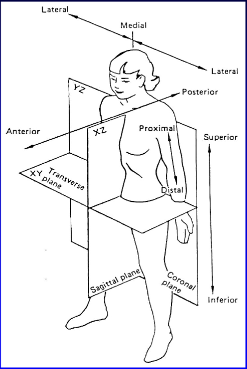 <p>Standing erect, arms at side with palms anterior & thumbs lateral</p>