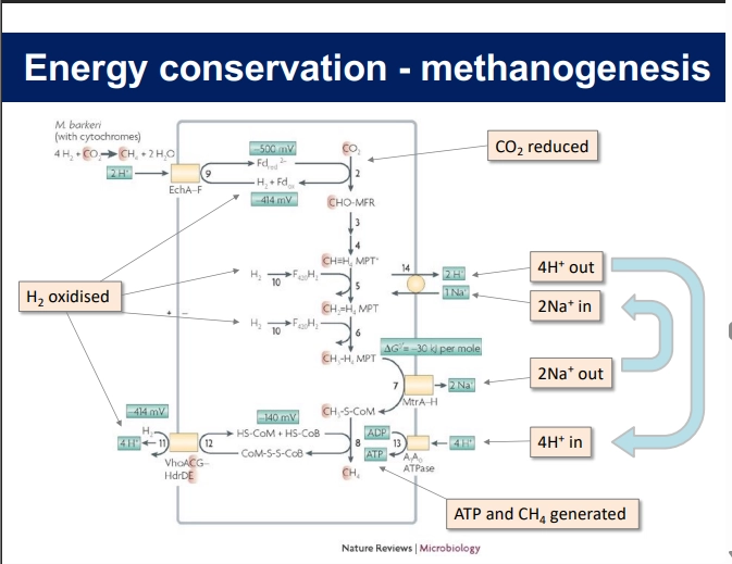 <ul><li><p>oxidising H2 Energy source</p></li><li><p>reducing CO2 terminal e acceptor</p></li><li><p>pumping Na+ and protons to harvest energy from H2 bit by bit, as H2 comes in at various points to donate e</p></li><li><p>eventually thru ATPase to genreate E as ATP</p></li><li><p>complex, less favorable - but enables E generation even in harsh conditions</p></li></ul><p></p>
