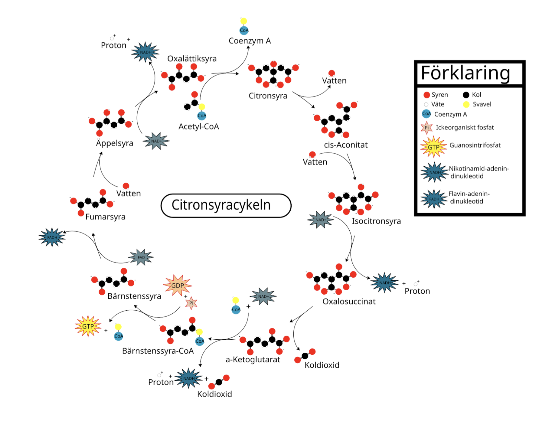 <ul><li><p>sker två gånger per glukos eftersom två pyruvat har genererat 2 acetylCoA</p></li><li><p>sker i mitokondriens matrix: utgångsmaterial = oxalättiksyra</p></li><li><p><span style="background-color: transparent; font-family: "Cormorant Garamond", serif;"><strong>Huvudmål: </strong>använda Acetyl-CoA för att generera NADH + H<sup>+</sup>, FADH<sub>2</sub> som skickas till ETK för att bilda ATP.</span></p></li><li><p><span style="background-color: transparent; font-family: "Cormorant Garamond", serif;">vi bildar koldioxid här och i pyruvattransporten.</span></p></li><li><p><span style="background-color: transparent; font-family: "Cormorant Garamond", serif;"><strong>Vad genererar citronsyracykeln per glukosmolekyl? (två varv)-</strong></span></p><ul><li><p><span style="background-color: transparent; font-family: "Cormorant Garamond", serif;"><strong>6 NADH + H<sup>+</sup></strong></span></p></li><li><p><span style="background-color: transparent; font-family: "Cormorant Garamond", serif;"><strong>2 FADH<sub>2</sub></strong></span></p></li><li><p><span style="background-color: transparent; font-family: "Cormorant Garamond", serif;"><strong>2 GTP</strong></span></p></li><li><p><span style="background-color: transparent; font-family: "Cormorant Garamond", serif;"><strong>4 CO<sub>2 </sub></strong></span></p></li></ul></li></ul><p></p>