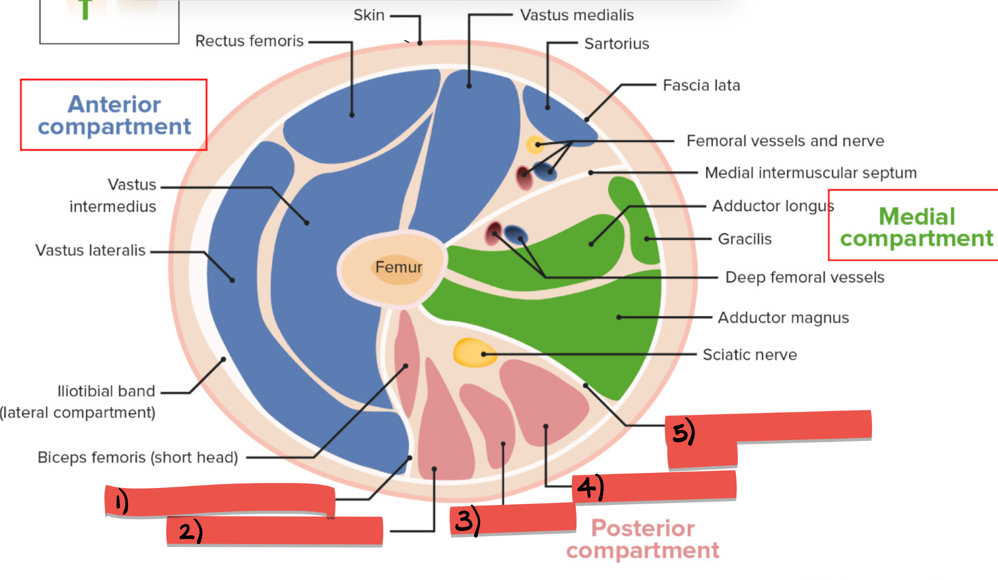 <p>Label structures 1-5 of the posterior thigh</p>
