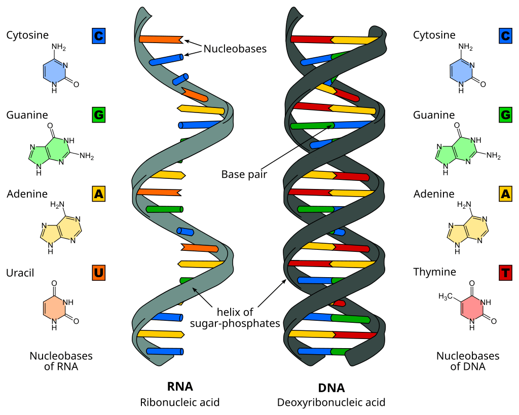 <p>Large biological macromolecules that store, transmit, and express genetic information in living systems</p><p>Two types</p><ul><li><p>Deoxyribonucleic acid (DNA)</p></li><li><p>Ribonucleic acid (RNA)</p></li></ul><p></p>