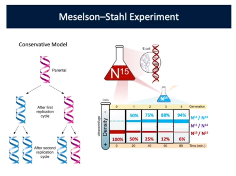 <p><span style="background-color: transparent;"><strong>Parental DNA was a template but the same 2 strands from the OG parent were always passed down to a daughter cell and any copy of DNA would be completely new</strong></span></p><ul><li><p><span style="background-color: transparent;"><strong>Conservative Model (N15 Experiment): Does not happen naturally; Double stranded DNA from parent is copied but never splits and forms a hybrid to turn into a new species</strong></span></p></li></ul><p>After 20 minutes: 50% will be Blue; 50% Red</p>