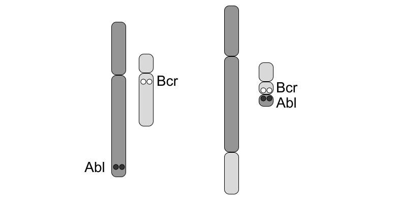 <p>Reciprocal translocation between chromosomes 9 and 22</p><ul><li><p>They break and re-join together</p></li><li><p>5ā region of ABL and 3ā region of BCR join </p></li></ul><p></p>