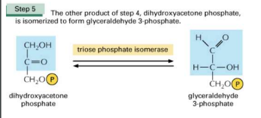 <p>Dit is de triosefosfaatisomerase reactie. Hierbij wordt dus dihydroxyacetonfosfaat omgezet naar glyceraldehyde 3-fosfaat. Dit gebeurt met het enzym triosefosfaat</p>